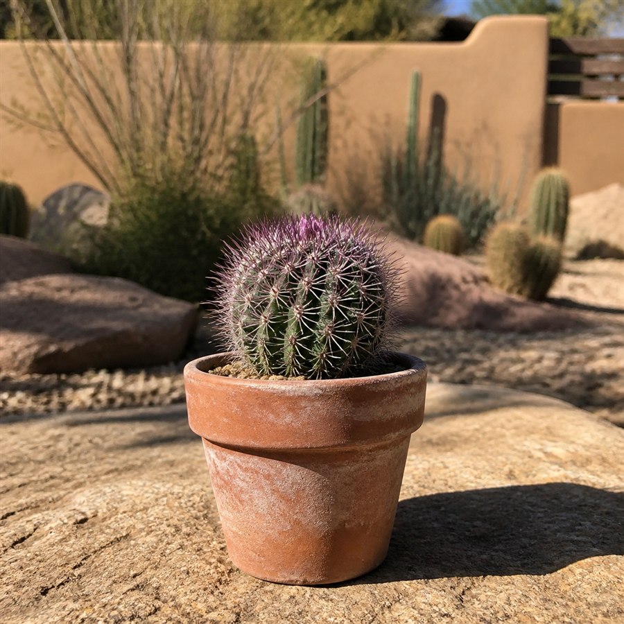 Young purple hedgehog cactus in a terracotta pot